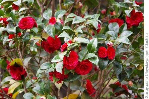 Растения для бордюра и невысокой изгороди. Красивоцветущие живые изгороди: бордюры