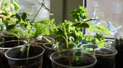 Как вырастить петуньи в Новосибирске. Как вырастить петунию из семян 02