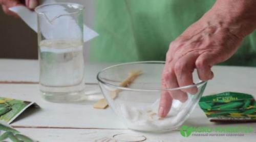 Как вырастить петуньи в Новосибирске. Как вырастить петунию из семян 06