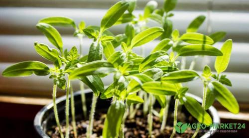 Как вырастить петуньи в Новосибирске. Как вырастить петунию из семян 04