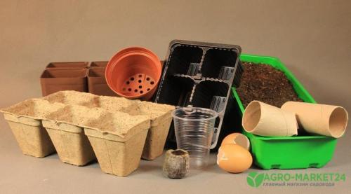 Как вырастить петуньи в Новосибирске. Как вырастить петунию из семян 09