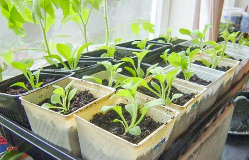 Когда сажать петунию. Когда сеять петунии, чтобы получить крепкую рассаду