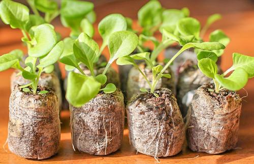 Когда сажать петунию. Когда сеять петунии, чтобы получить крепкую рассаду