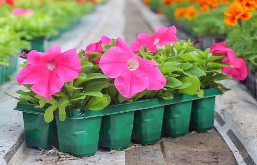 Когда сажать петунию. Когда сеять петунии, чтобы получить крепкую рассаду