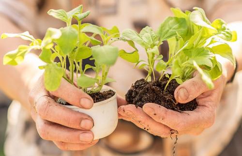 Когда сажать петунию. Когда сеять петунии, чтобы получить крепкую рассаду
