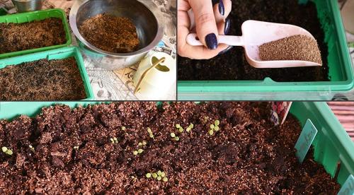 Когда в 2022 сеять петунию на рассаду в домашних условиях. Сроки посева в зависимости от региона 01