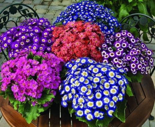 Петуния когда сажать в открытый грунт. Как правильно высаживать рассаду петунии в открытый грунт