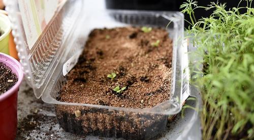 Когда сеять петунию на рассаду в России. Сроки посадочных работ 02