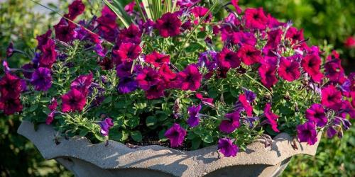 Петуния когда сажать в открытый грунт. Как правильно высаживать рассаду петунии в открытый грунт