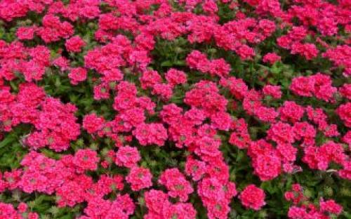 Живой бордюр вдоль дорожек. Какие бордюрные цветы и растения (60 фото) посадить вдоль садовых дорожек