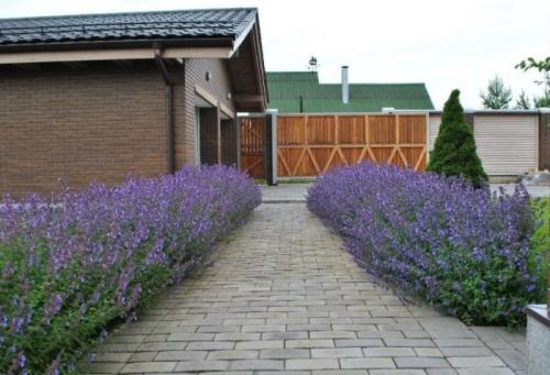 Вечнозеленые бордюрные растения. Разновидности изгороди