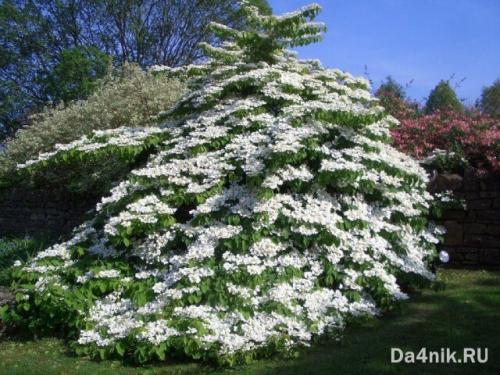 Прямостоячие кустарники. Многолетние цветущие кустарники