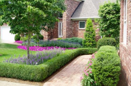 Вечнозеленые бордюрные растения. Разновидности изгороди