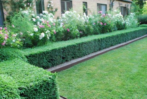 Вечнозеленые бордюрные растения. Разновидности изгороди