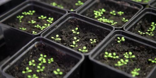 Когда сеять петунию на рассаду в 2022 году украина. Когда сажать петунию по лунному календарю в 2022 году