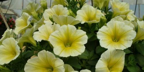 Когда сеять петунию на рассаду в 2022 году украина. Когда сажать петунию по лунному календарю в 2022 году