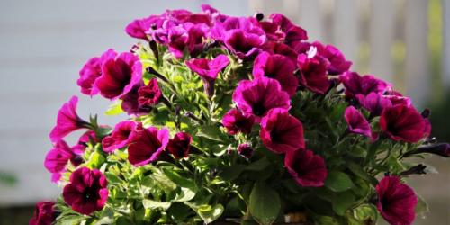 Когда сеять петунию на рассаду в 2022 году украина. Когда сажать петунию по лунному календарю в 2022 году