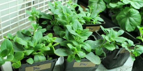 Когда сеять петунию на рассаду в 2022 году украина. Когда сажать петунию по лунному календарю в 2022 году