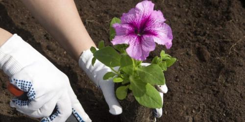 Когда сеять петунию на рассаду в 2022 году украина. Когда сажать петунию по лунному календарю в 2022 году