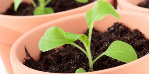 Когда сеять петунию на рассаду в 2022 году украина. Когда сажать петунию по лунному календарю в 2022 году