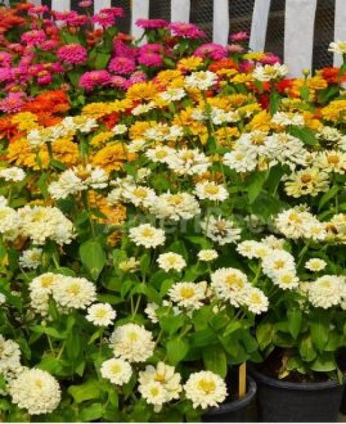 Вечнозеленые бордюрные растения. Какие бордюрные цветы и растения (60 фото) посадить вдоль садовых дорожек