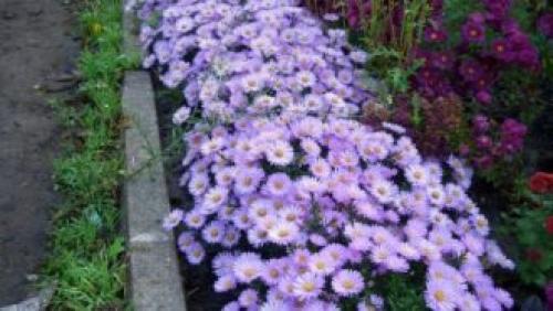 Вечнозеленые бордюрные растения. Какие бордюрные цветы и растения (60 фото) посадить вдоль садовых дорожек