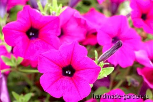 Когда сеять петунию на рассаду в феврале 2022: благоприятные дни по лунному календарю и зачем добавляют в субстрат снег 01 Когда сеять петунию на рассаду в феврале 2022: благоприятные дни по лунному календарю и зачем добавляют в субстрат снег 01