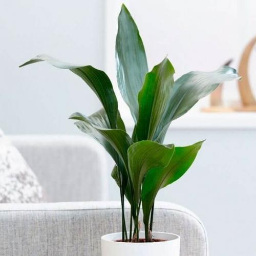 Какие комнатные растения лучше выбрать в темном помещении. Растения для зоны в тени 01 Какие комнатные растения лучше выбрать в темном помещении. Растения для зоны в тени 01