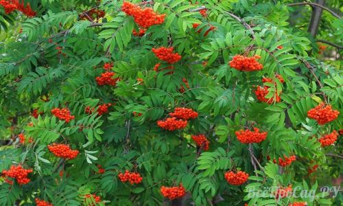 Тенелюбивые и теневыносливые растения. Обзор видов тенелюбивых растений