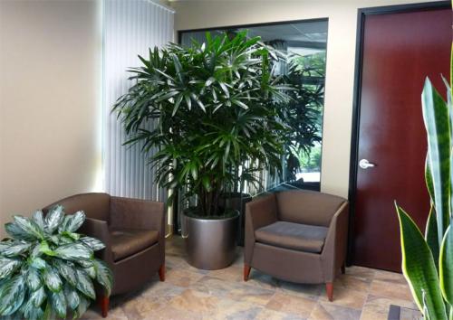 Какие комнатные растения относятся к тенелюбивым. Потребность растений в освещении