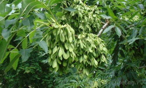 Тенелюбивые и теневыносливые растения. Обзор видов тенелюбивых растений