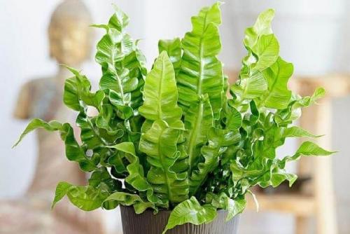 Какие комнатные растения лучше выбрать в темном помещении. Растения для зоны в тени 02 Какие комнатные растения лучше выбрать в темном помещении. Растения для зоны в тени 02