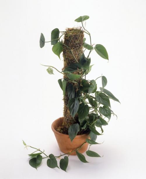 Какие комнатные растения лучше выбрать в темном помещении. Растения для зоны в тени 06 Какие комнатные растения лучше выбрать в темном помещении. Растения для зоны в тени 06