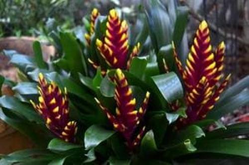 22 самых тенелюбивых комнатных растения. Цветущие тенелюбивые растения