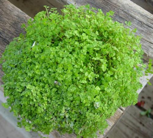 Какие комнатные растения могут расти без солнечного света. 21 растение, которому достаточно мало света