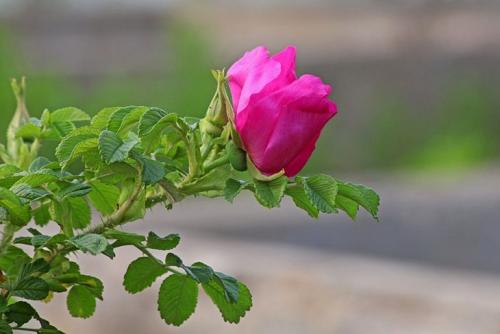 Низкорослые кустарники цветущие все лето.  Ругоза (роза морщинистая)