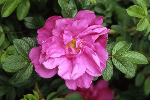 Низкорослые кустарники цветущие все лето.  Ругоза (роза морщинистая)