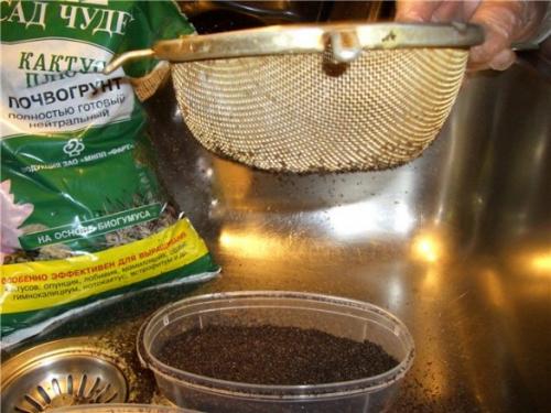 Петуния из семян. Как посадить петунию на рассаду