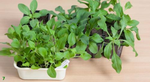 Когда и как правильно сеять петунию на рассаду.. Когда и как правильно посеять петунии на рассаду? 04