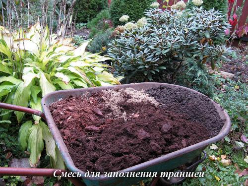 УХОД за РОДОДЕНДРОНАМИ после цветения. Выбор места и времени для посадки 01 УХОД за РОДОДЕНДРОНАМИ после цветения. Выбор места и времени для посадки 01