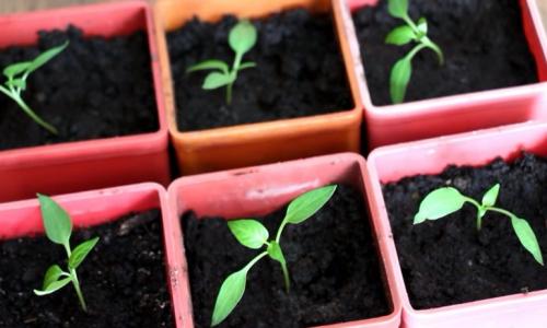 Пикировка рассады перца. Как и когда пикировать перец после всходов