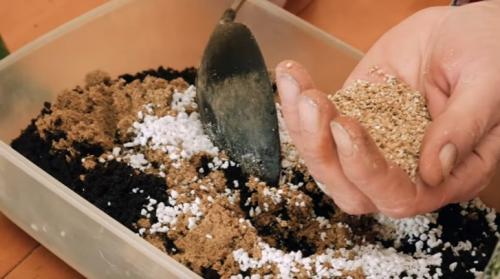 Пикировка рассады перца. Как и когда пикировать перец после всходов