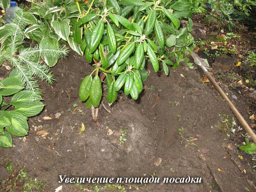 Ухаживаем за рододендроном после цветения. Выбор времени и места посадки 07 Ухаживаем за рододендроном после цветения. Выбор времени и места посадки 07