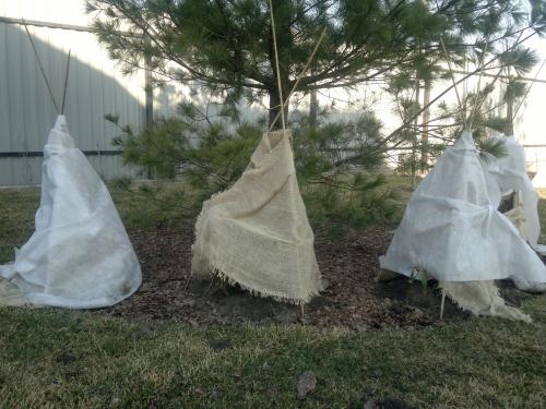 Чем подкормить рододендрон после цветения. Условия для выращивания розового дерева