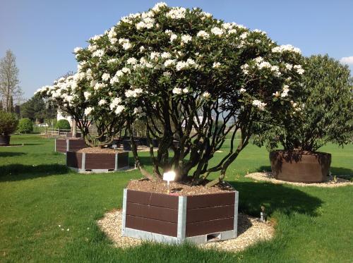 Чем подкормить рододендрон после цветения. Условия для выращивания розового дерева