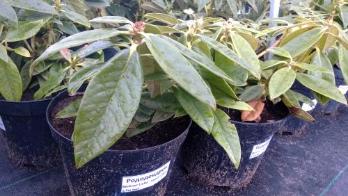 Чем подкормить рододендрон после цветения. Условия для выращивания розового дерева