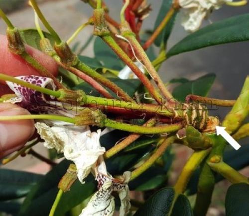 Рододендрон после зимы. Уход за рододендронами