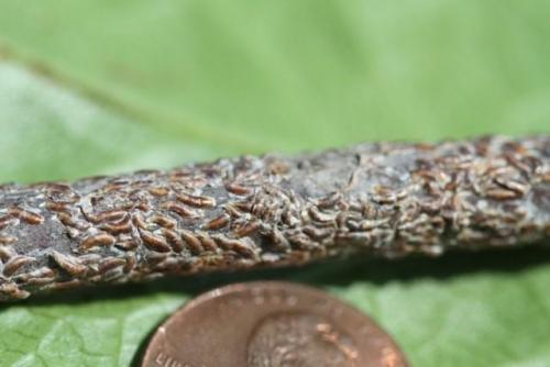 Баковая смесь для обработки сада после цветения. Вредители первой половины лета