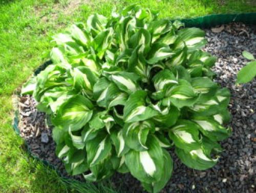 Многолетники цветущие все лето в тени. Тенелюбивые многолетники в саду, огороде (60 фото)