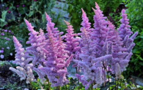 Многолетники цветущие все лето в тени. Тенелюбивые многолетники в саду, огороде (60 фото)